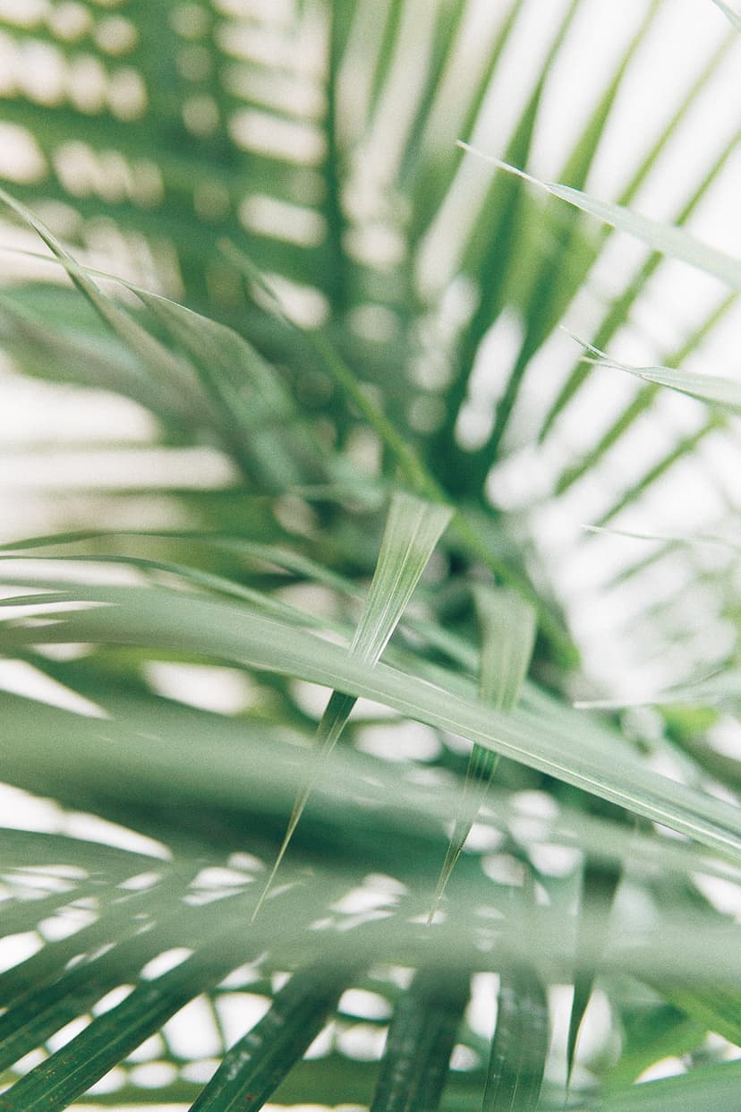 Green ferns